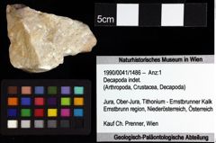 Foto (Objket + Etiketten) von Goniodromites bidentatus (Reuss, 1858) 